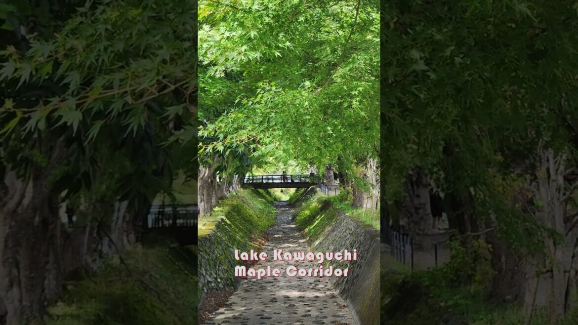 Can You Enjoy Lake Kawaguchi Maple Corridor in Fall?