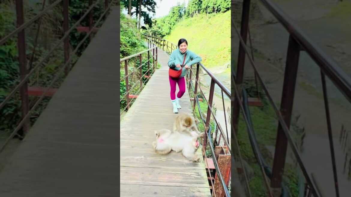 Snow monkeys. Nagano , Japan. #naganojapan #snowmonkeypark #japantravel