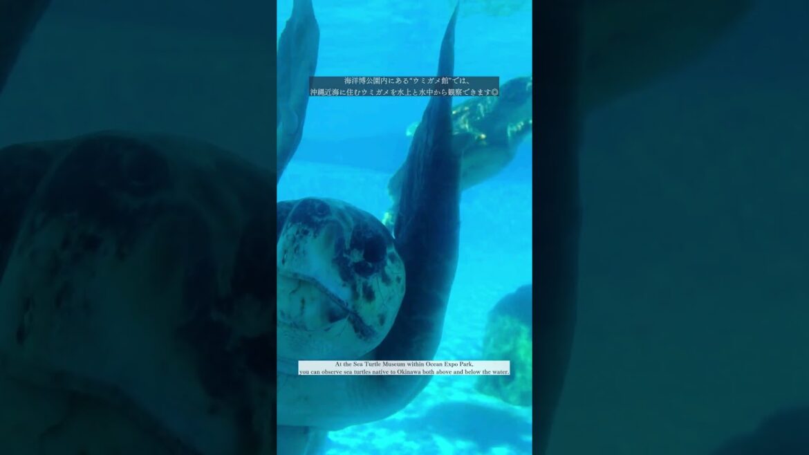 【沖縄の大自然を満喫できる""海洋博公園""をご紹介🌴】