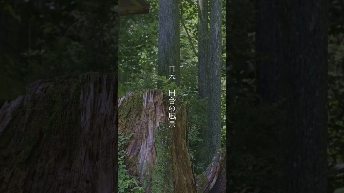 日本 田舎の風景72 夏の始まり #ショート #癒し #ジブリ #睡眠 #北設楽郡設楽町田内 #田内城跡 #旅行 #愛知県 #Samurai #OldJapanese House 日本 田舎の風景72 夏の始まり #ショート #癒し #ジブリ #睡眠 #北設楽郡設楽町田内 #田内城跡 #旅行 #愛知県 #Samurai #OldJapanese House