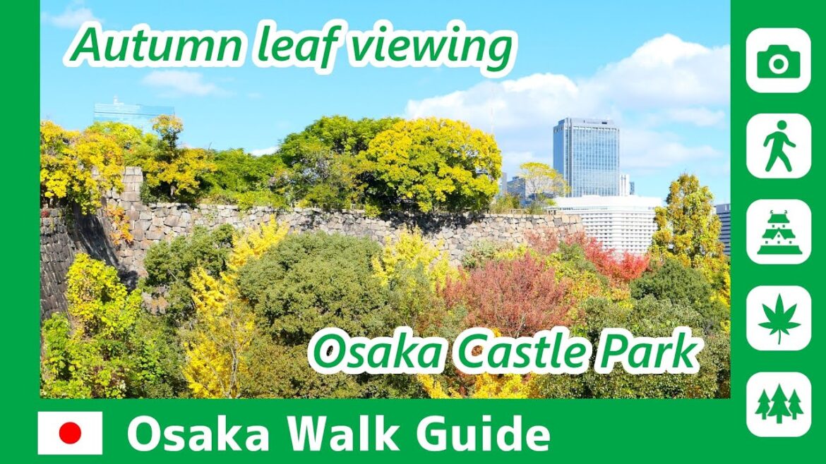 【 Osaka Castle Park 】Autumn leaf viewing in the park / OSAKA WALK GUIDE