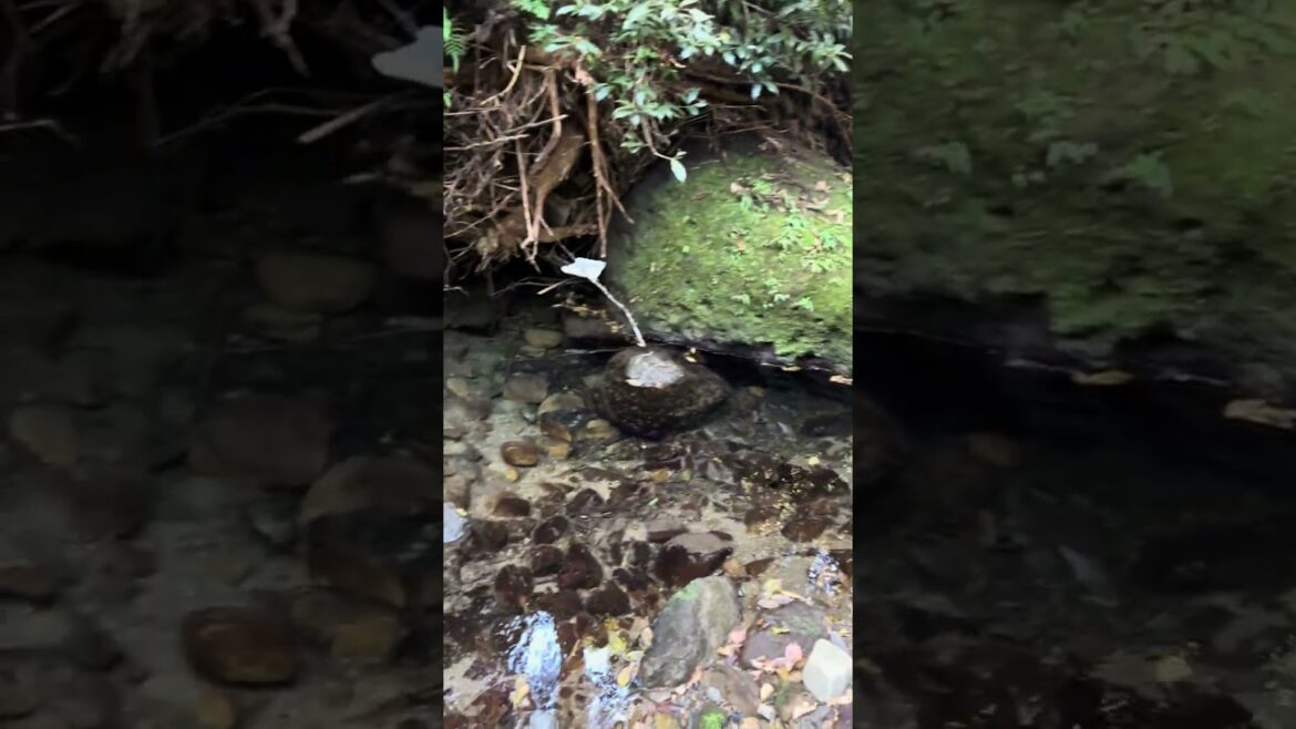 ②「立神神社」のご立派な奇岩【2024/12/12】鹿児島県鹿屋市吾平町下名