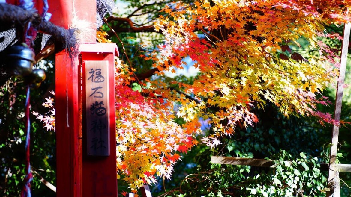 關西機場到尾道：船與多種交通的完美結合