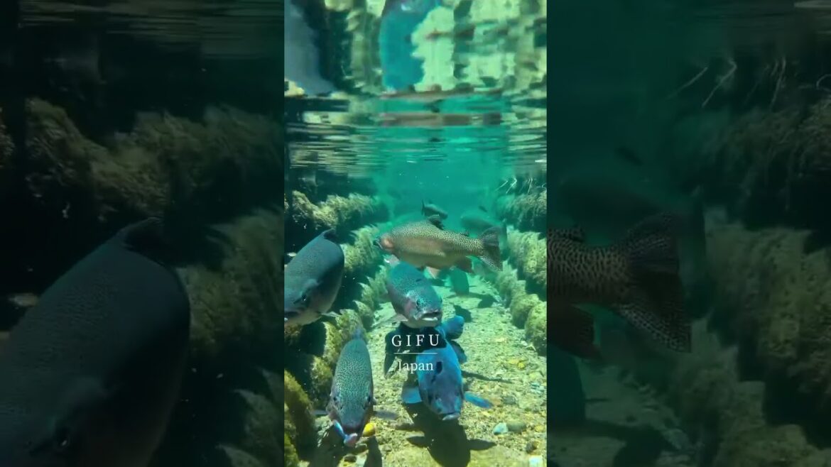 Gifu: The Most Beautiful Place in Japan Gifu: The Most Beautiful Place in Japan