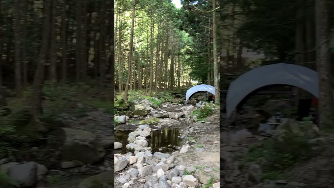 「鳴沢の滝」バーベキュー場、マスつかみ取の場の様子。鳴沢の滝は奥三河の名瀑!そのすぐそばにあります。森の中の渓流、とても涼やか♪2024年7月撮影。夏の避暑におすすめ♪ #鳴沢の滝 「鳴沢の滝」バーベキュー場、マスつかみ取の場の様子。鳴沢の滝は奥三河の名瀑!そのすぐそばにあります。森の中の渓流、とても涼やか♪2024年7月撮影。夏の避暑におすすめ♪ #鳴沢の滝