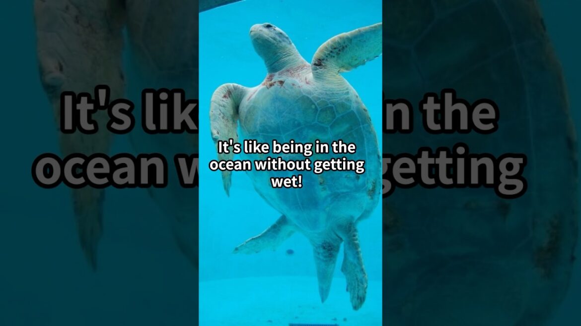 Okinawa Travel Guide:3 Breathtaking Destinations to Visit Now#okinawatrip #shuricastle #okinawabeach