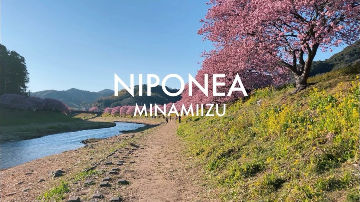 [4K] Japan Sakura 🌸 Walking Tour (Shizuoka)