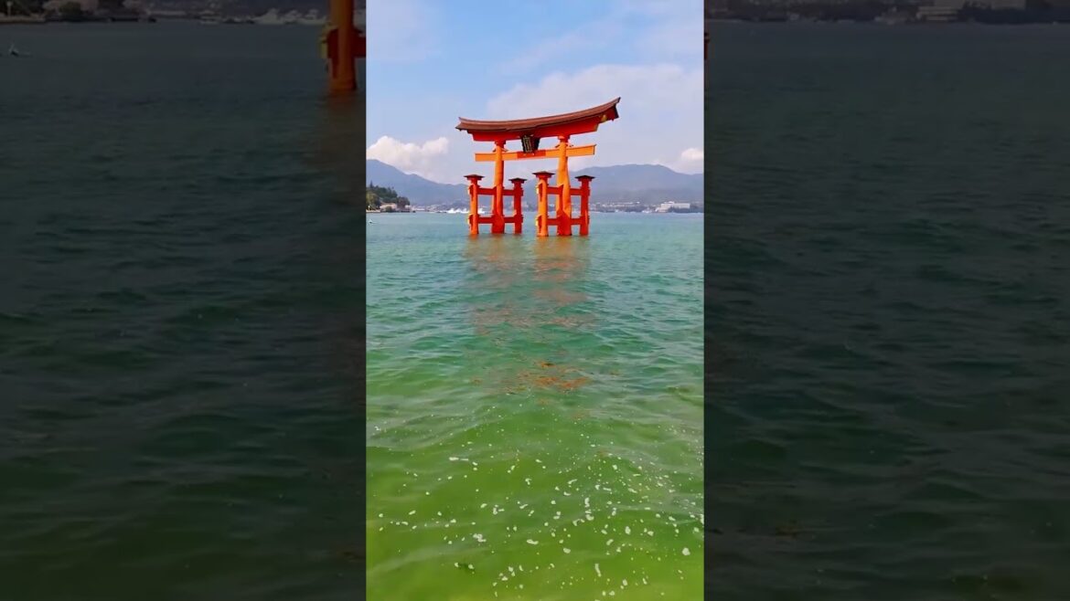 Experience the REAL Magic of MIYAJIMA Island! Experience the REAL Magic of MIYAJIMA Island!