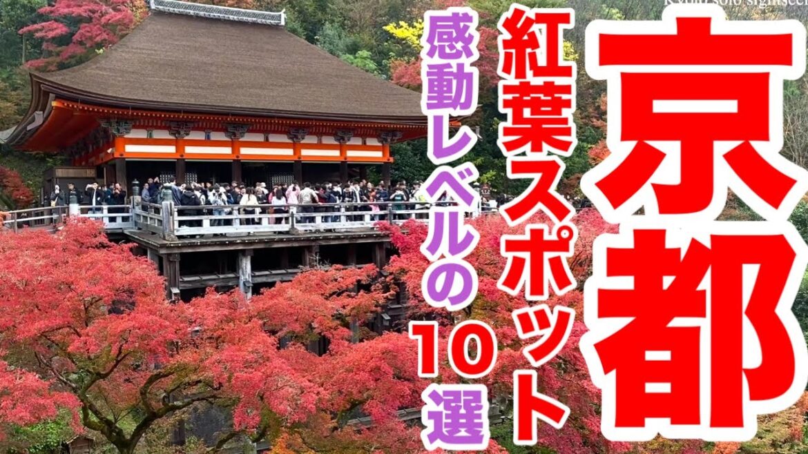 京都紅葉2024🍁京都でおすすめの絶景紅葉スポット10選🍁 今迄30か所を巡った中から選んだ感動の絶景紅葉スポットを一挙紹介! 京都紅葉2024🍁京都でおすすめの絶景紅葉スポット10選🍁 今迄30か所を巡った中から選んだ感動の絶景紅葉スポットを一挙紹介!