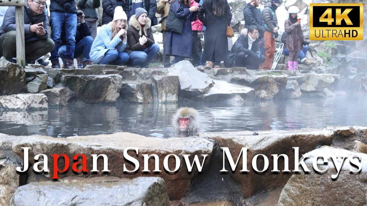 Experience the MAGIC of 4K Snow Monkeys in Nagano’s Winter Wonderland! Experience the MAGIC of 4K Snow Monkeys in Nagano's Winter Wonderland!