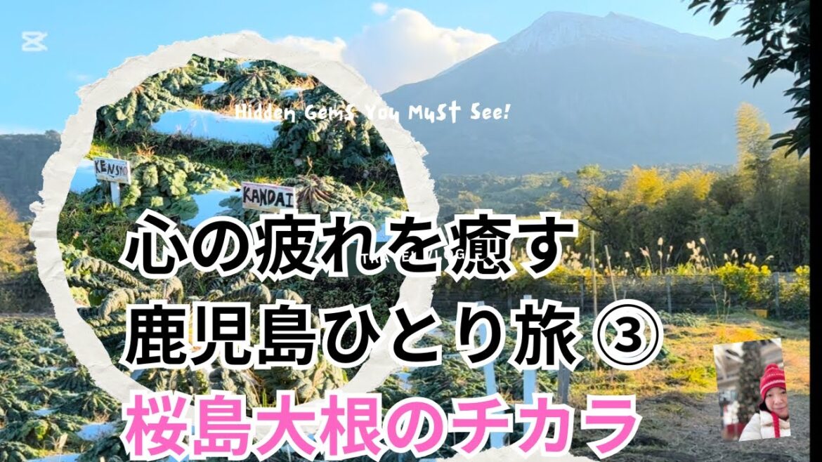[Japan solo Travel]Kagoshima|桜島|桜島大根|ココ明日香|Sakurajima island| Cherry Island white radish|cocoasuka