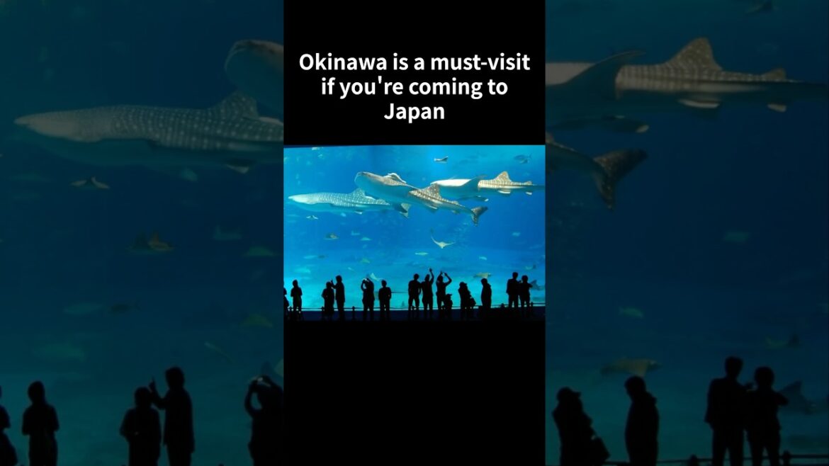 【by a Japanese Local】3 Breathtaking Destinations in Okinawa#okinawatrip #shuricastle #okinawabeach