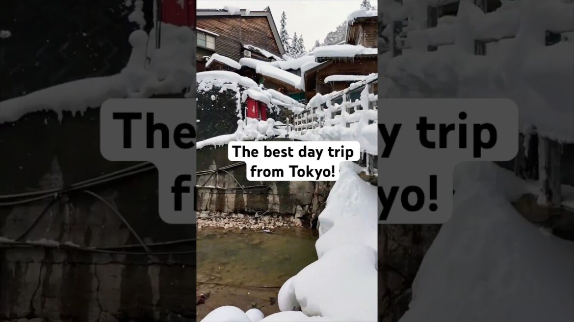 The Best Day Trip Ever from Tokyo! #japan #snowmonkeypark #snowmonkey #fyp #cuteanimals #travel