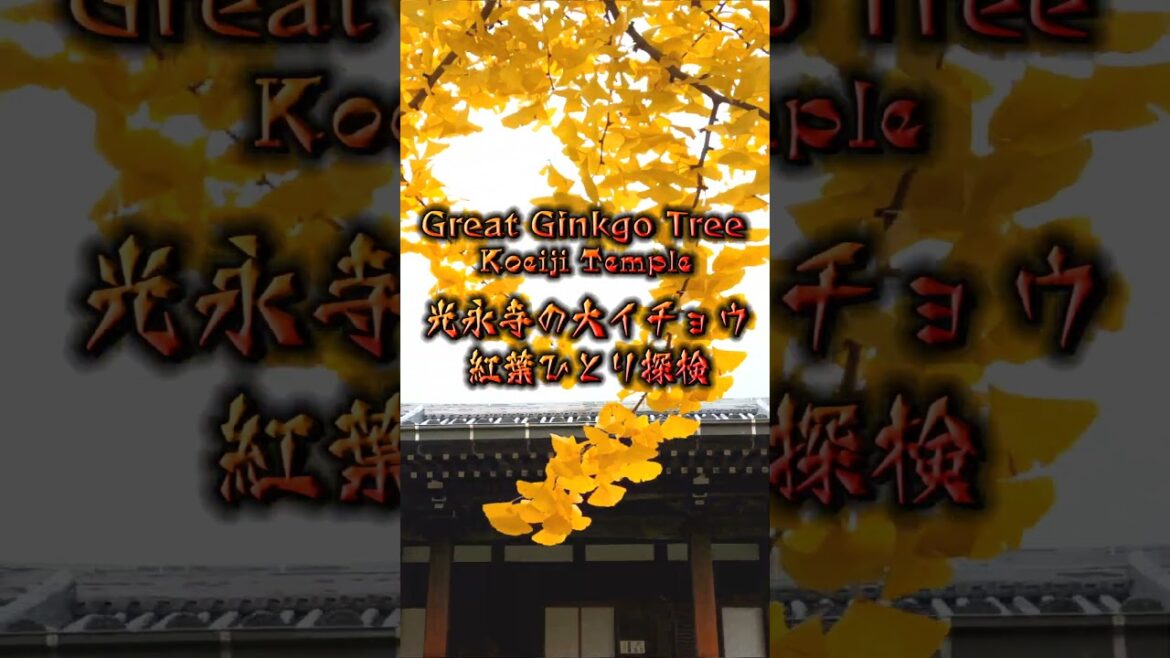 『光永寺』の樹齢450年超えの『大イチョウ』 🍁紅葉ひとり探検🍁  Great Ginkgo Tree in Koeiji Temple 『光永寺』の樹齢450年超えの『大イチョウ』 🍁紅葉ひとり探検🍁  Great Ginkgo Tree in Koeiji Temple