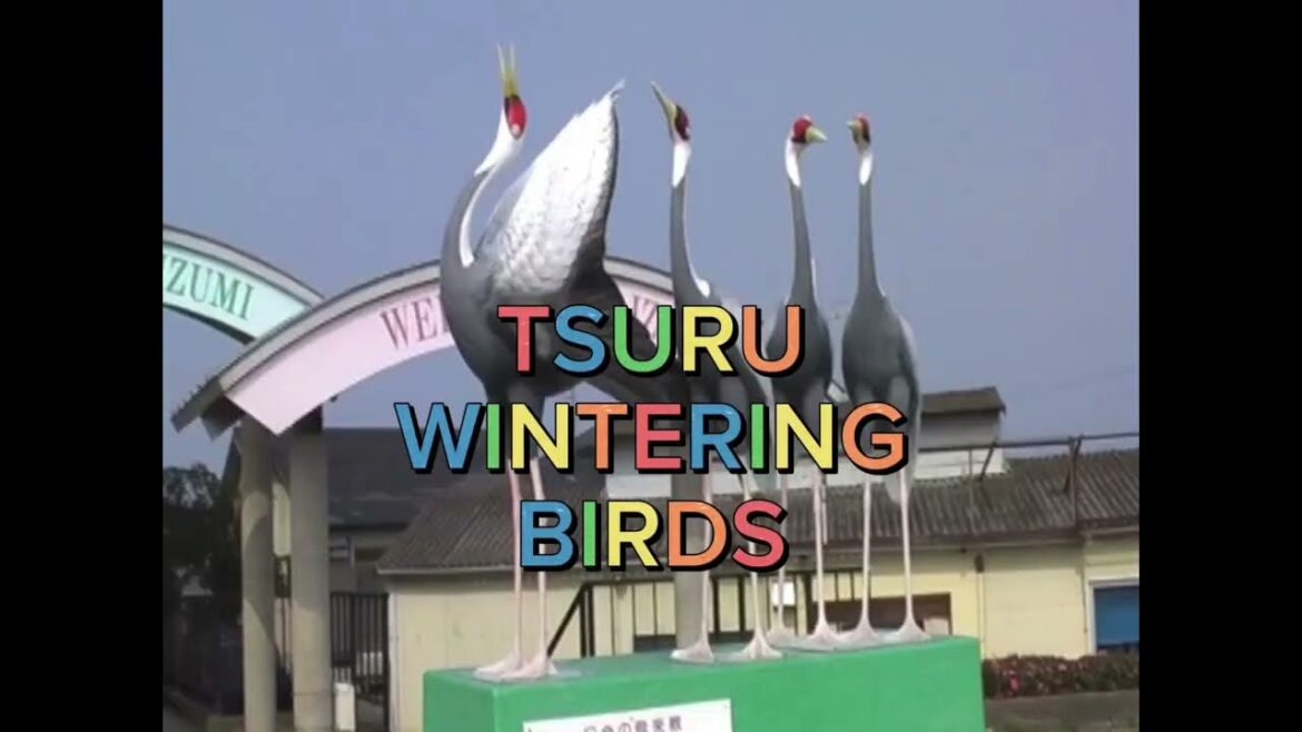 Izumi | Wintering Birds