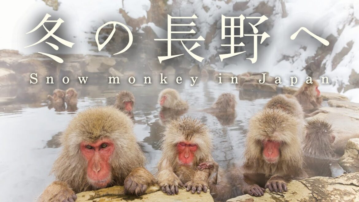 冬の長野を巡る、2日間の鉄道旅行❄️地獄谷温泉|湯田中|小布施|善光寺 冬の長野を巡る、2日間の鉄道旅行❄️地獄谷温泉|湯田中|小布施|善光寺