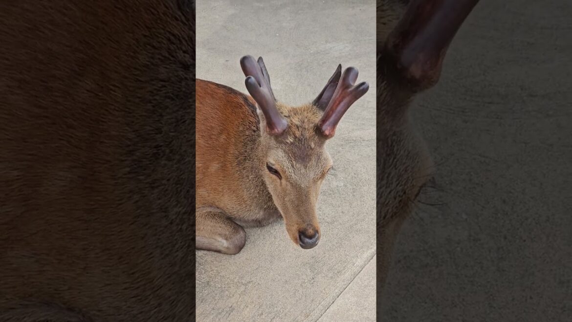 Japanese Deer - Miyajima Island - Hiroshima - Japan