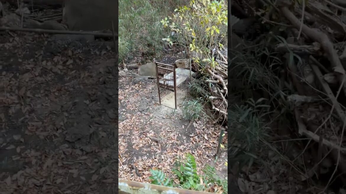 “Exploring Kobe’s Hidden Jungle! 🌴✨ #Shorts” #osaka #travel