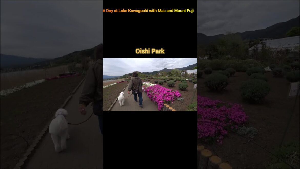 Lake Kawaguchi with beautiful views of Mount Fuji and flowers                  #Kawaguchi#Japan
