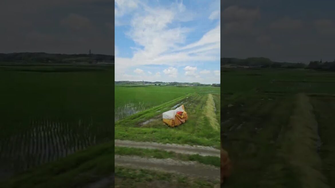 Rice Fields in Japan between Tokyo and Narita Airport