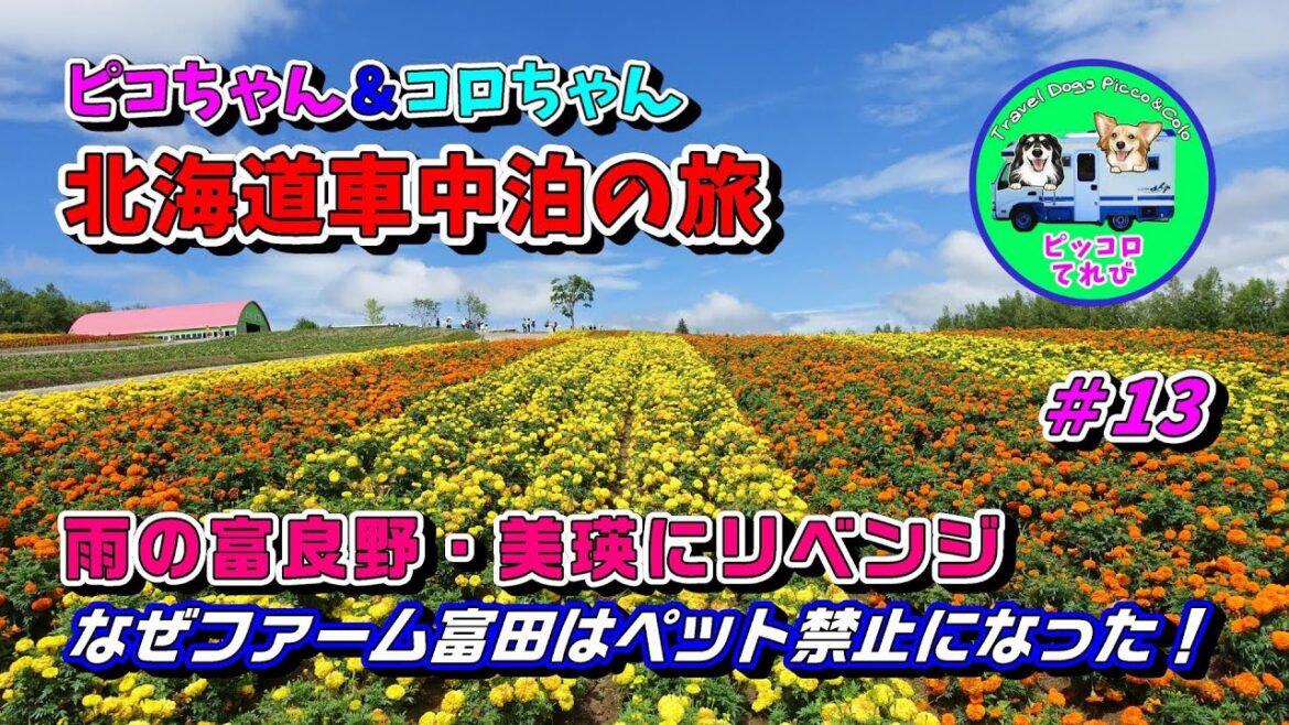 【北海道車中泊でワンコ旅】晴れたので、前日の雨の富良野・美瑛にリベンジです。「四季彩の丘」や「ファーム富田」も青空の下、色とりどりの花畑がきれいです。でも、ファーム富田がペット禁止になったのはなぜ? 【北海道車中泊でワンコ旅】晴れたので、前日の雨の富良野・美瑛にリベンジです。「四季彩の丘」や「ファーム富田」も青空の下、色とりどりの花畑がきれいです。でも、ファーム富田がペット禁止になったのはなぜ?