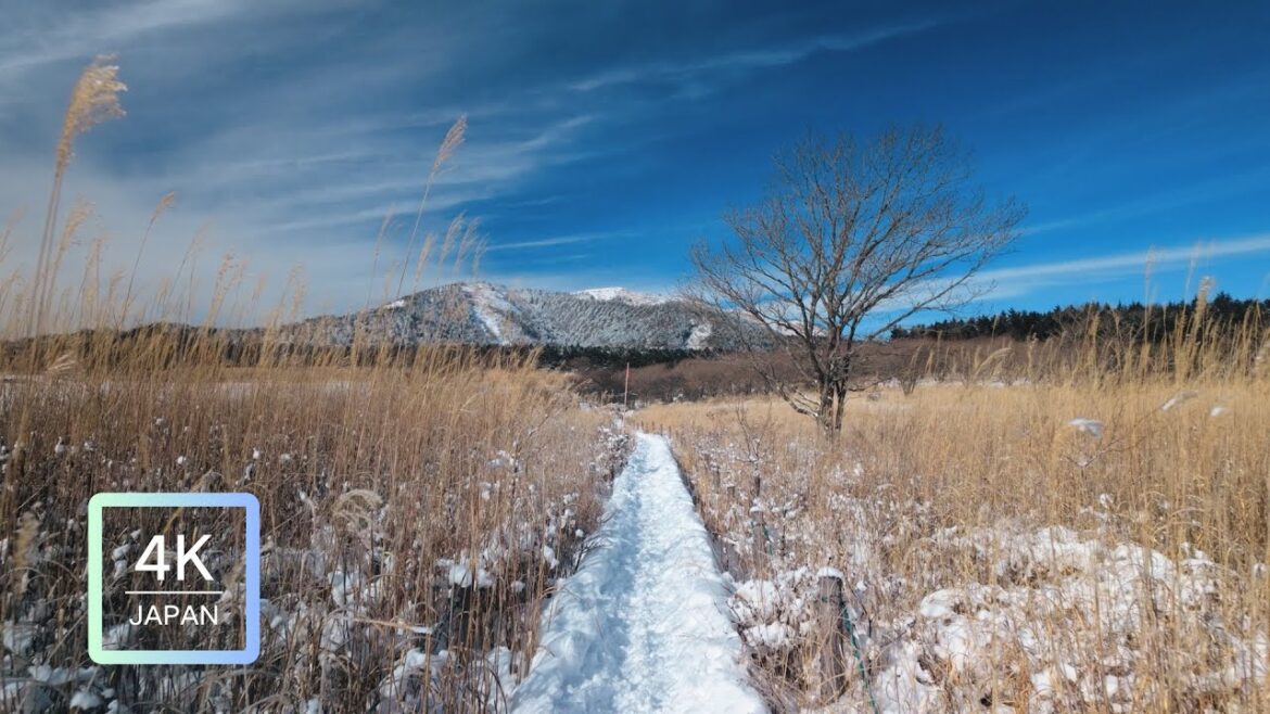 Snowy Walk Alone Tour | Yashima Marshlands, Nagano | Sleep Sounds ASMR Snowy Walk Alone Tour | Yashima Marshlands, Nagano | Sleep Sounds ASMR