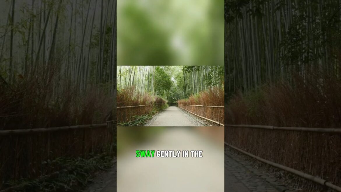 Explore Kyoto’s Enchanting Bamboo Grove and Glorious Gardens#JapaneseGardens#TravelJapan#Cultural Explore Kyoto's Enchanting Bamboo Grove and Glorious Gardens#JapaneseGardens#TravelJapan#Cultural