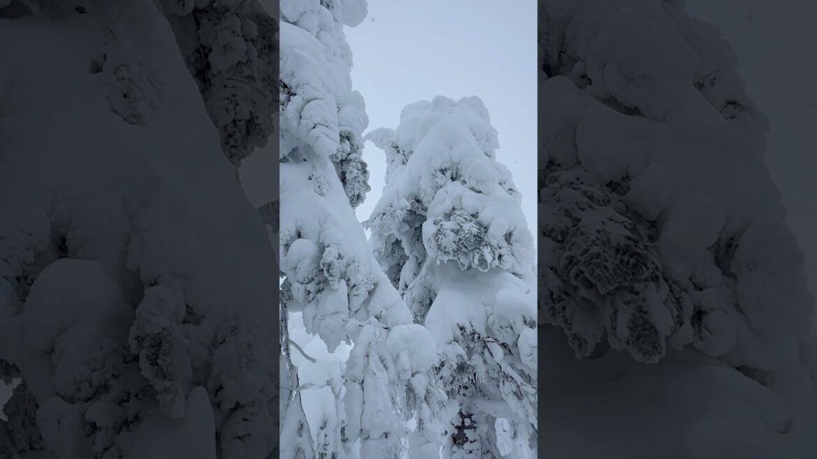 蔵王温泉スキー場の樹氷(2025/1/2 木)/Snow monsters #shorts #樹氷 #スノーボード #蔵王温泉スキー場 #snowboarding #snowmonster