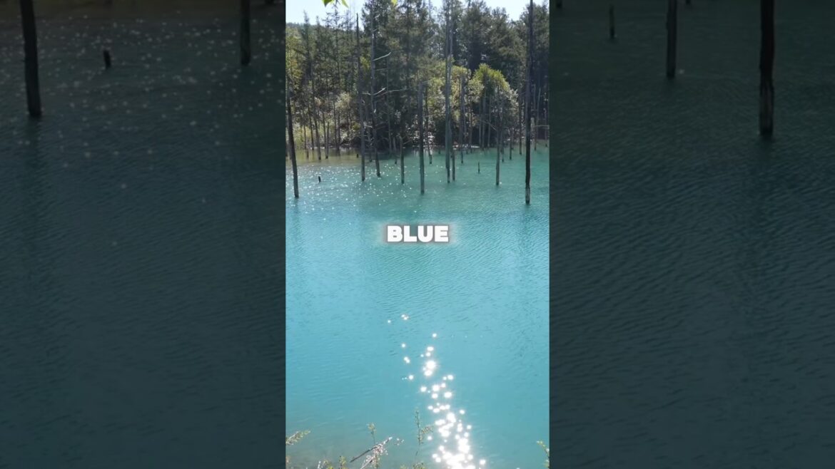 Biei: Japan’s Most Stunning Countryside! 🌸🌿 #biei #hokkaido #japan #japantravel