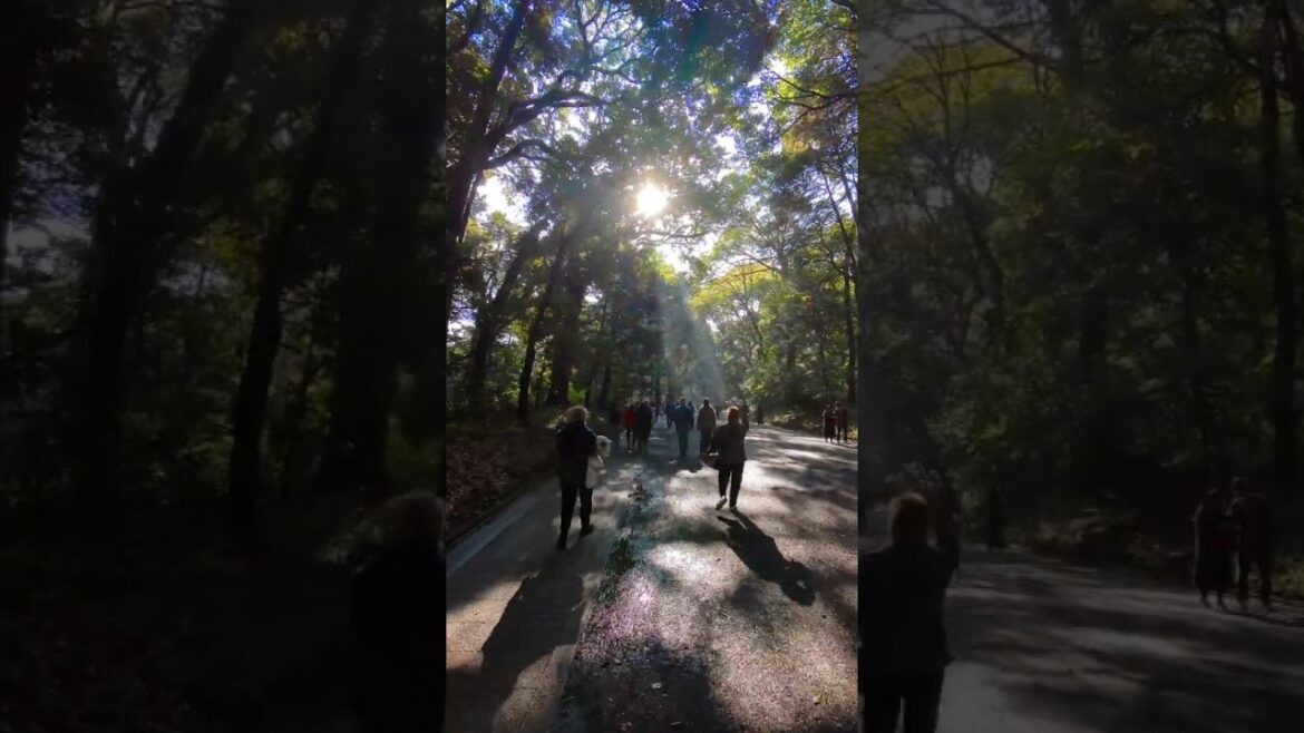 Tokyo Morning Tour Highlights 🌅✨ Explore Iconic Spots with JGL #shorts #tokyo  #japan