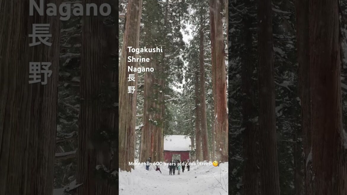 Winter trip to Nagano is the best!   Full video on my channel!!! #winterhiking #senginjapan