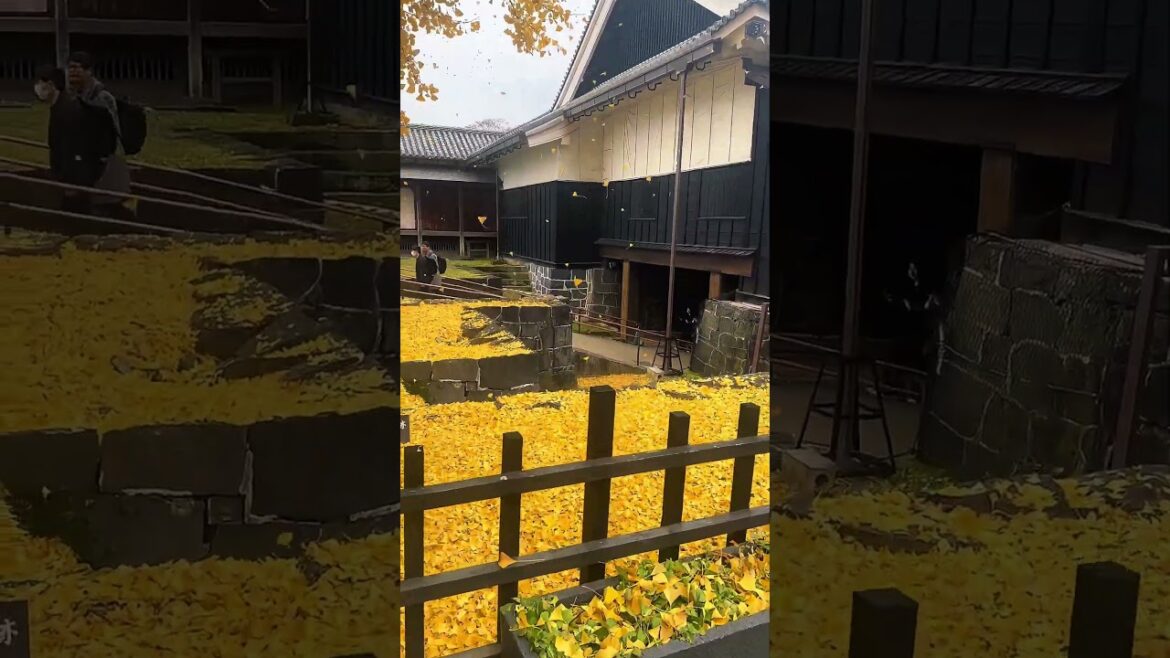 【4K】提前退休夫妻｜日本旅行遇上一场银杏“雨”  熊本城＃日本旅行