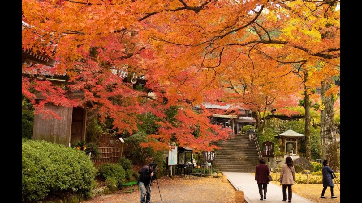 Beautiful Fall in Japan| Daikozenji Temple大興善寺, Sage, Kyushu, Japan|#autumn #fall #saga #japan