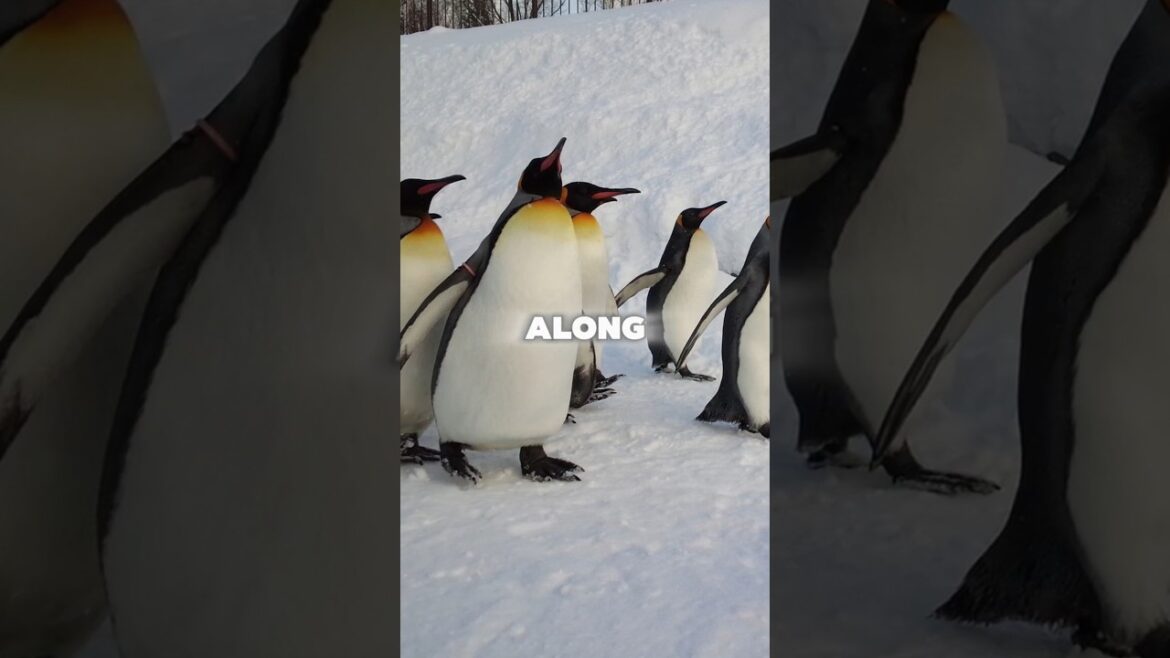 Asahikawa: Hokkaido’s Hidden Gem! ❄️🍜#asahikawa #hokkaido #ramen #japantravel #japan Asahikawa: Hokkaido’s Hidden Gem! ❄️🍜#asahikawa #hokkaido #ramen #japantravel #japan