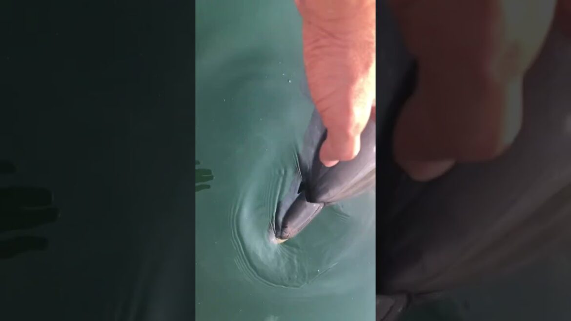 What to do and see in Kumamoto, Japan? #aquarium #dolphins