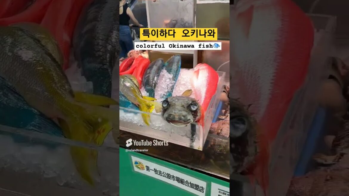 유난이다 오키나와 생선들 😱 #okinawa #tropicalfish #parrotfish #travel #food