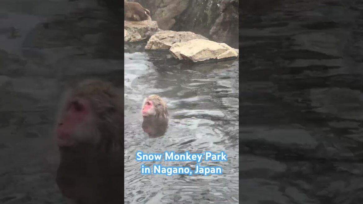 Snow Monkey Park in Nagano, Japan