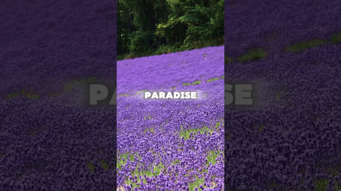 Furano: Japan’s Lavender Paradise! 💜🌾#furano #lavender #hokkaido #japantravel #japan