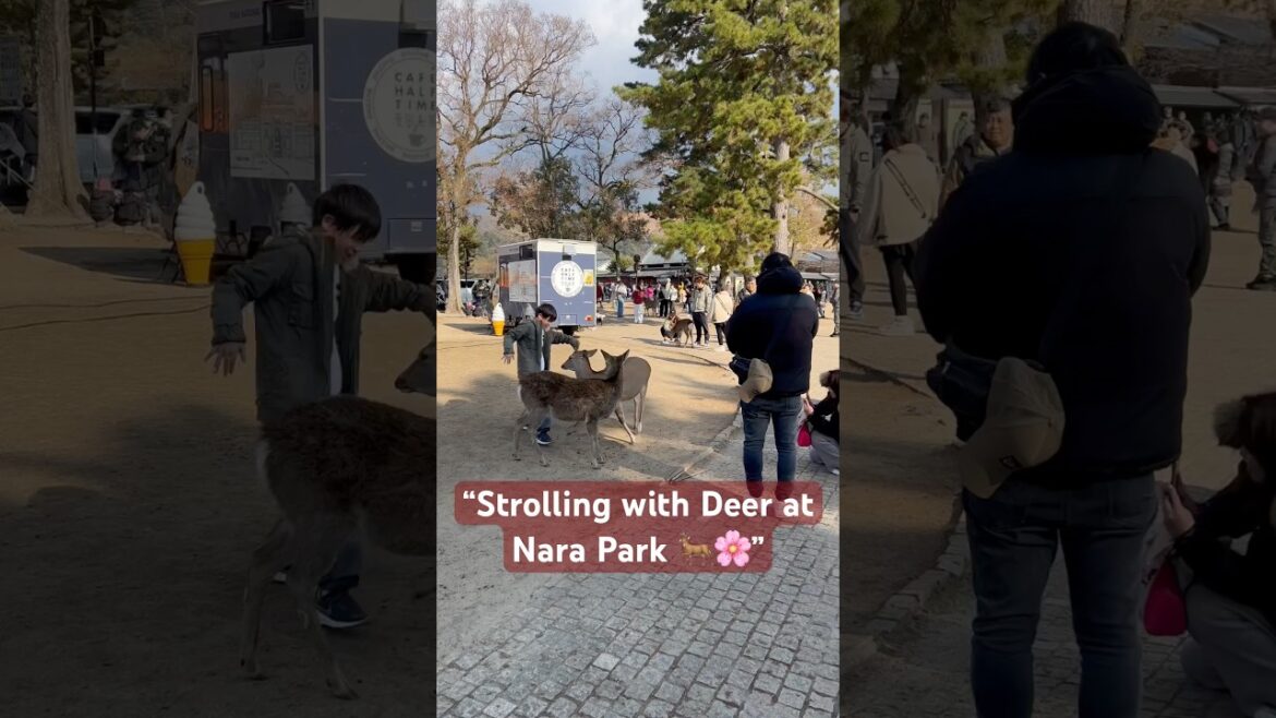 “Walking with Deer at Nara Park! 🦌✨ #NaraPark #JapanTravel #DeerEncounter”#osaka #travel