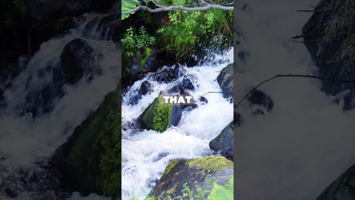 Shiretoko: Japan’s Wild Paradise You Must See! 🌿🐻#shiretoko #hokkaido #japantravel