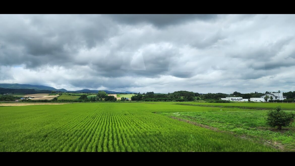 #3556 ◆ 후라노 ~ 비에이, 홋카이도 △ 24/07 * 수요일, #07/31