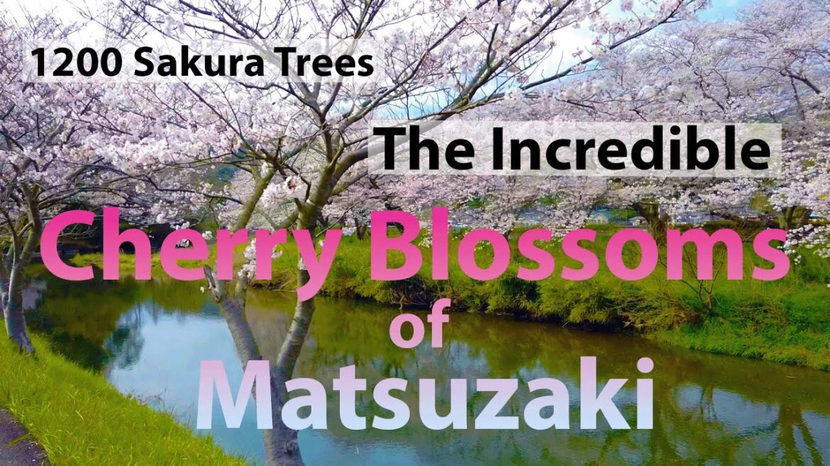 The Amazing Sakura of Matsuzaki – Six Kilometers of Cherry Blossoms!”      松崎町の6キロにわたる美しい桜並木! The Amazing Sakura of Matsuzaki - Six Kilometers of Cherry Blossoms!"      松崎町の6キロにわたる美しい桜並木!