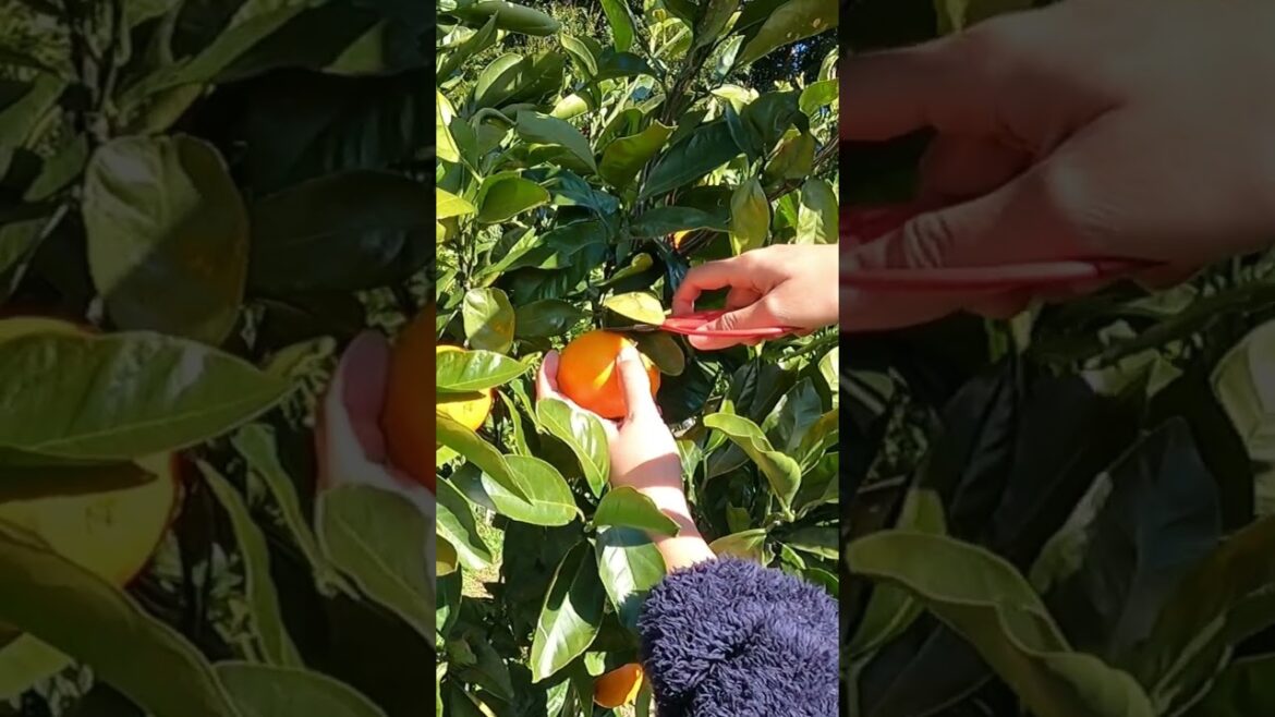 Orange picking #traveljapan #farm #chibaprefecture Orange picking #traveljapan #farm #chibaprefecture