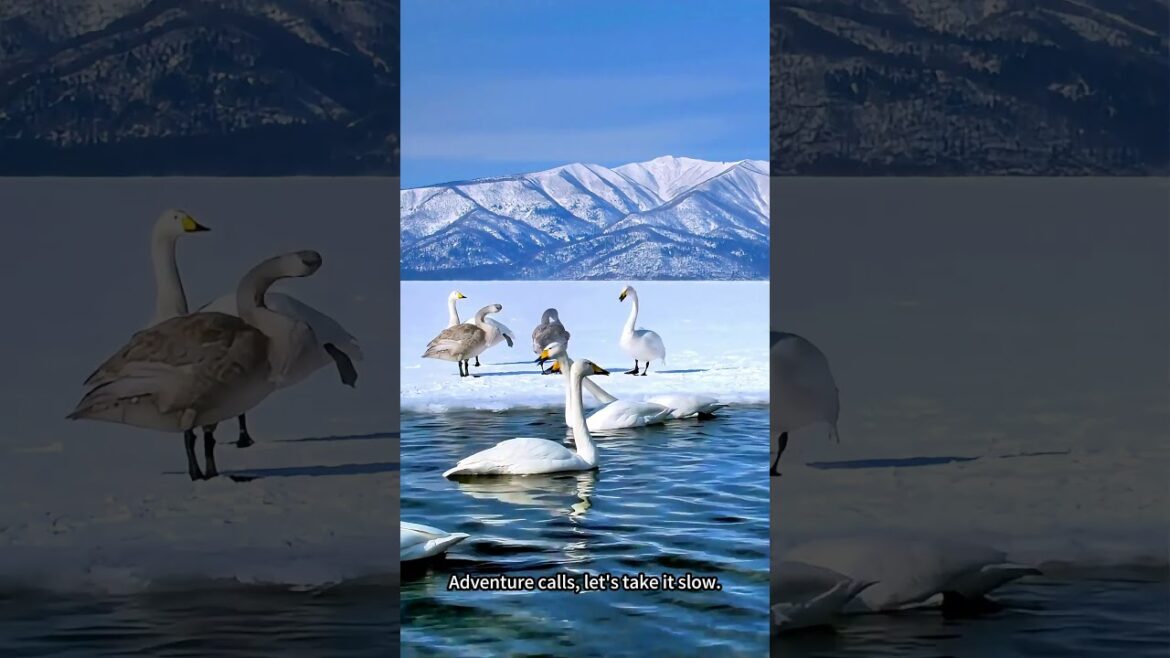 From Mykonos to Hokkaido: #urban   #musicvideo   #adventure   #mykonos , #hokkaido , #travelsong