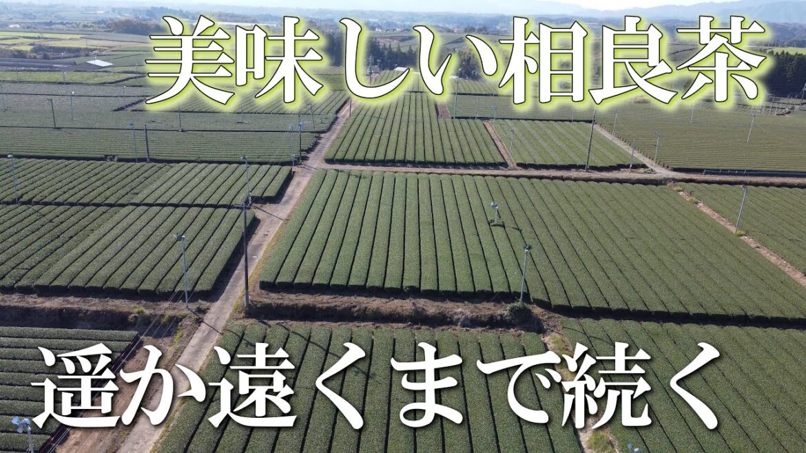 【熊本】フルーティーロード茶畑 編 ( Vol.164 )/相性が良くなる村の相良茶【4K空撮】 【熊本】フルーティーロード茶畑 編 ( Vol.164 )/相性が良くなる村の相良茶【4K空撮】