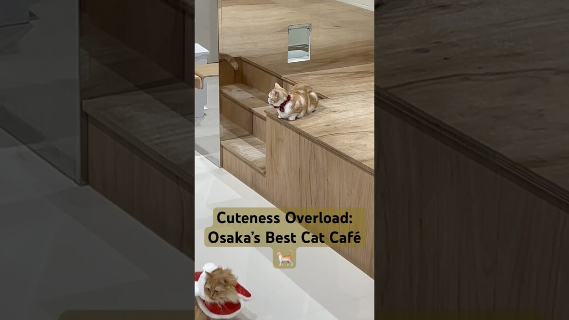 “Cozy Cat Café Bliss in Osaka 🐾 | 4K Tour#CatCafe #OsakaJapan 4KTravel #CatsOfInstagram #CaféVibes”