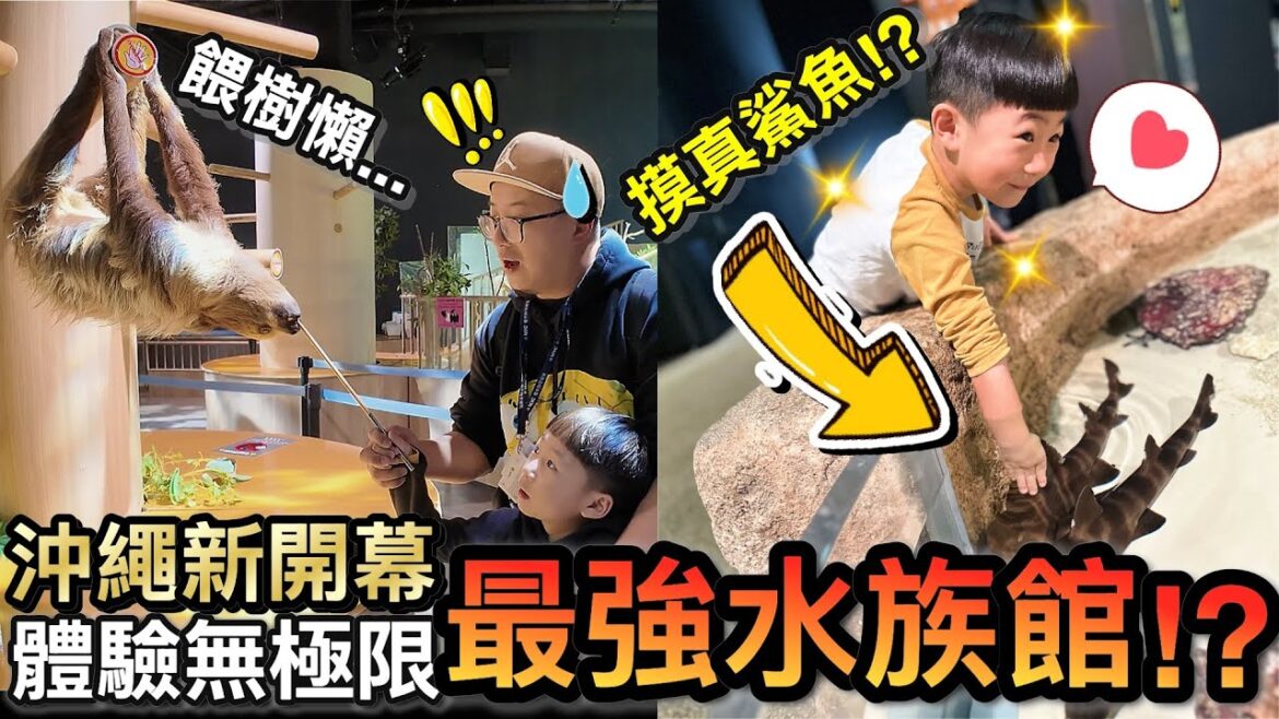 沖繩新開幕!兒子摸鯊魚快嚇死…自由行必去DMM KARIYUSHI水族館!?|MSC榮耀號郵輪 沖繩新開幕!兒子摸鯊魚快嚇死...自由行必去DMM KARIYUSHI水族館!?|MSC榮耀號郵輪