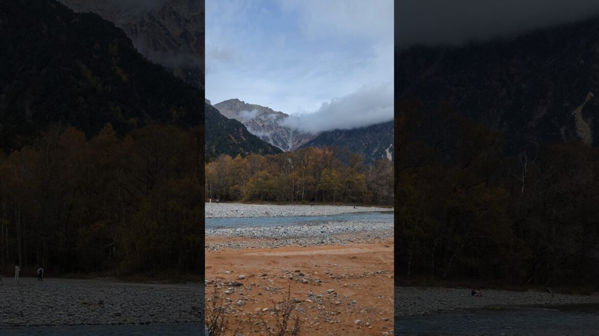 長野　上高地　唐松  自然探勝ゾーン　Nagano KamiKochi Exploring zone　紅葉　autumn leaves🍁 Japanese LarchLarix kaempferi
