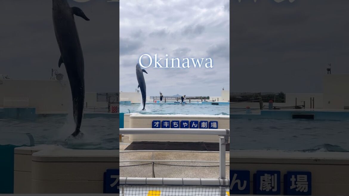 태교여행 추천x100 #오키나와 #okinawa #travel