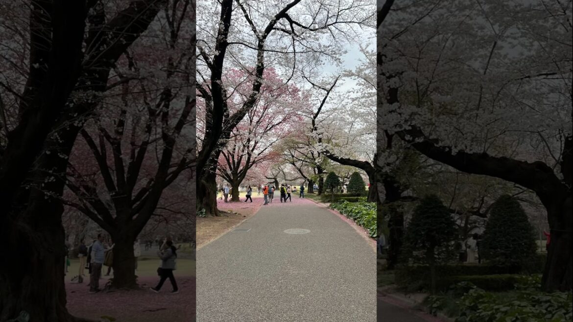 Cherry Blossom (Sakura) - Tokyo - Japan - 2024 #japan #tokyo #sakura #solotraveljapan